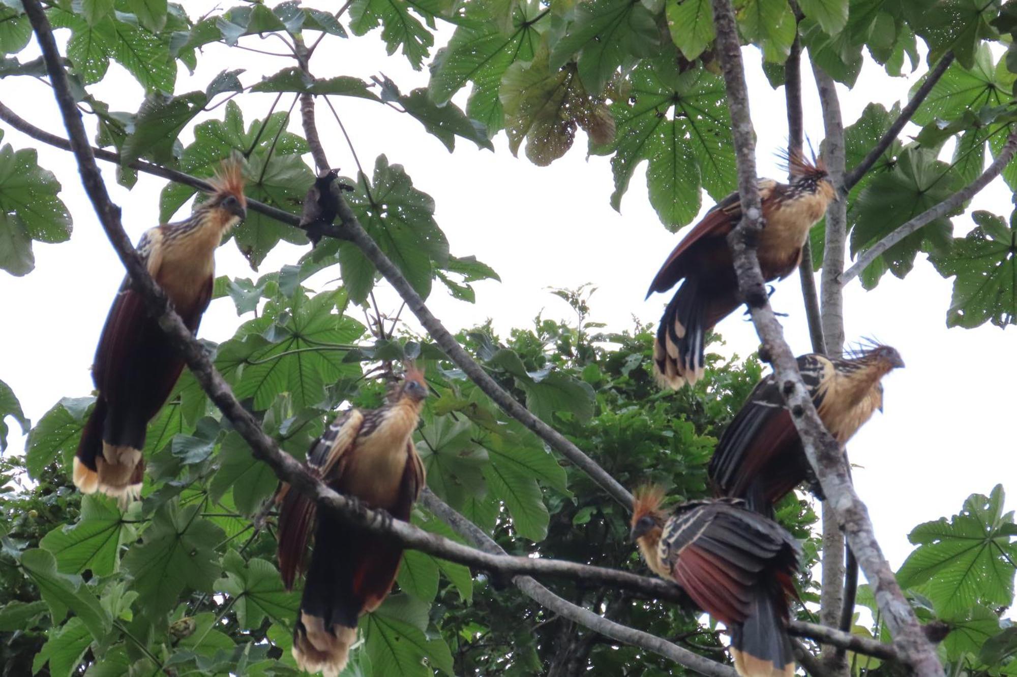 Hospedaje Y Tours Reina Arriera Amazonas Colombia Macedonia Bagian luar foto